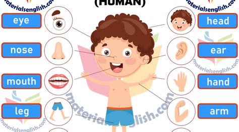 There is a whole wealth of words used to refer to the body parts in english and in this section, you will be learning how to refer to each body part. Vocabulary - Materials For Learning English