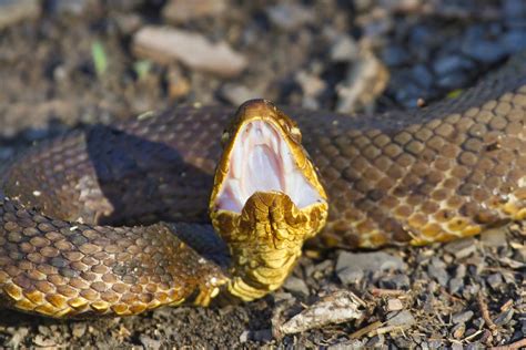 Why A Water Moccasin Is Called A Cottonmouth Steve Creek Wildlife