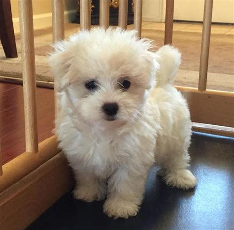 We raise them right here in central maltipoos are also generally easy to train and good with people. SUPER CUTE RED MALTIPOO PUPPIES for Sale in Wayland ...