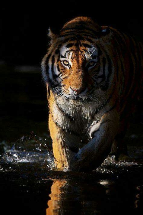 Majestic Tiger Ready To Ambush Animals Beautiful Animals Wild Tiger