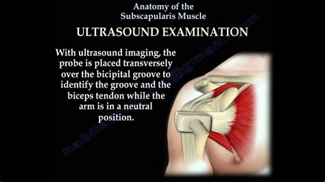 Anatomy Of The Subscapularis Muscle Everything You Need To Know Dr