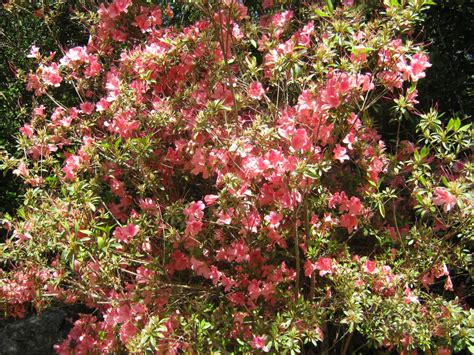 Exotic Shrubs The Trees And Flowers Of Whangarei