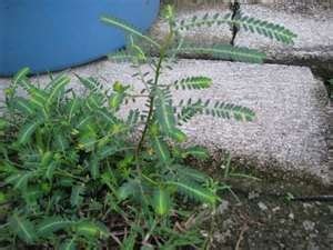 We did not find results for: Ezlin77: Pokok Dukung Anak/ Amin Buah dan Khasiatnya