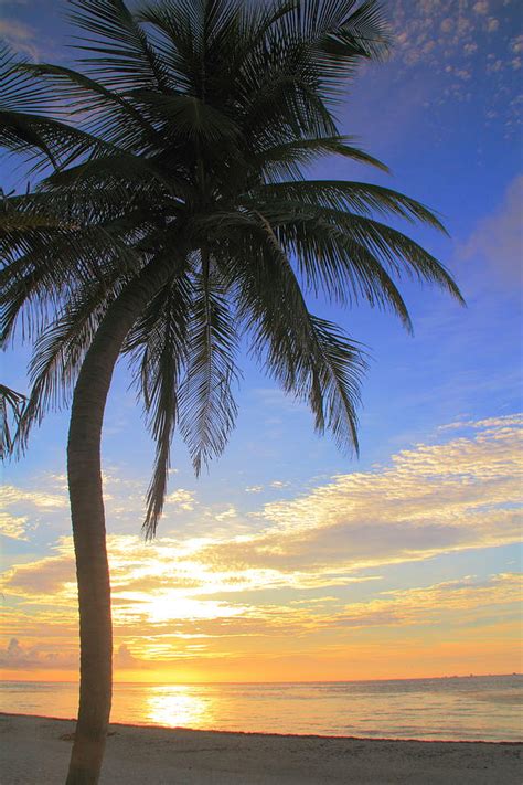 Palm Tree At Sunrise Riviera Maya Mexico Photograph By Roupen Baker