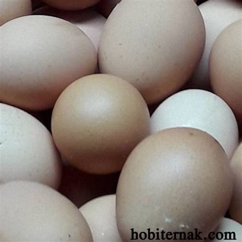 Penanganan Telur Ayam Kampung Super Yang Akan Dijadikan Telur Tetas