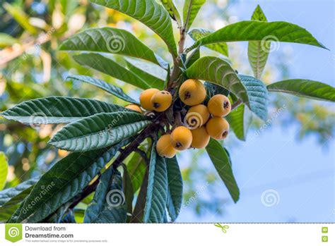 Fruits Of Loquat Stock Photo Image Of Loquat Yellow 76948962