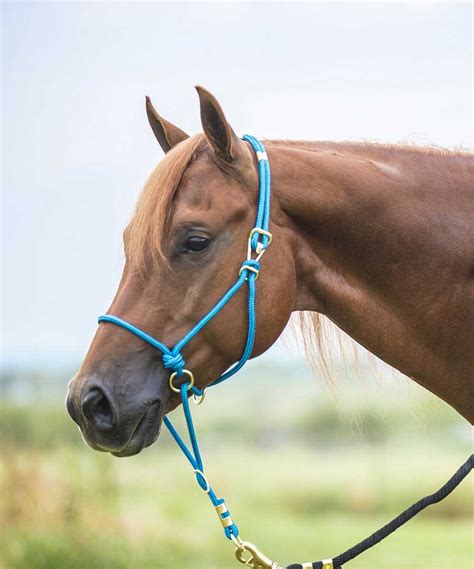 Control Rope Horse Halter Mustang Manufacturing Halters Halters