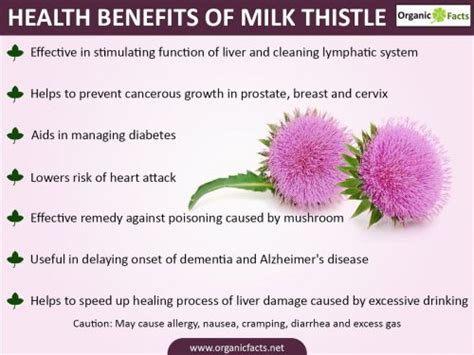 1 Best Milk Thistle Supplement And Liver Protector