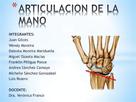 Articulaciones De La Mano