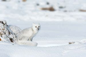 7 Animals That Turn White in Winter | Britannica.com