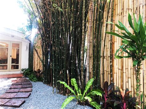 There are nearly 1500 bamboo species known to. garden designs in bangkok - Thai Garden Design