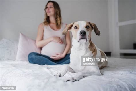 Pregnant Woman Dog Photos And Premium High Res Pictures Getty Images