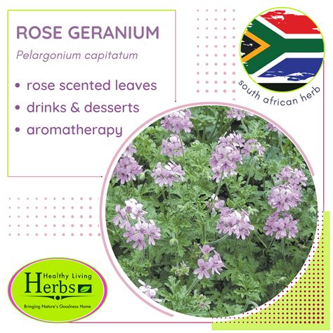 Rose Scented Geranium Healthy Living Herbs
