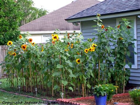 Julie Ann Brady Blog On Sunflower Garden At 79 Days Almost 8 Feet