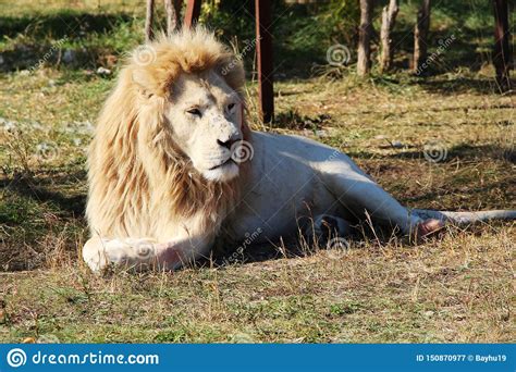 Majestic White Lion In Safari Park Stock Image Image Of Green Bonds