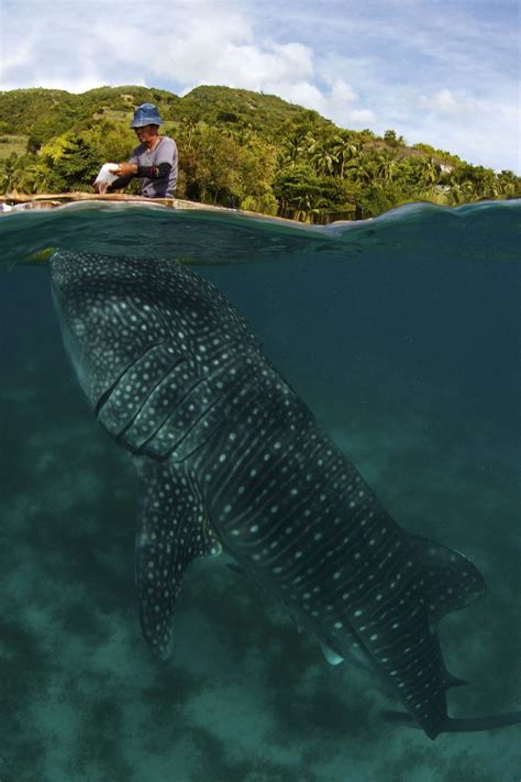 Stunning Photos Of Whale Sharks In The Wild Readers Digest