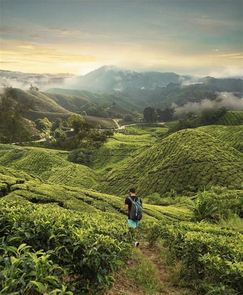 200 km away from kuala lumpur, this scenic place lures travellers from all over the world. Cameron Highlands | Destinations, Aventure