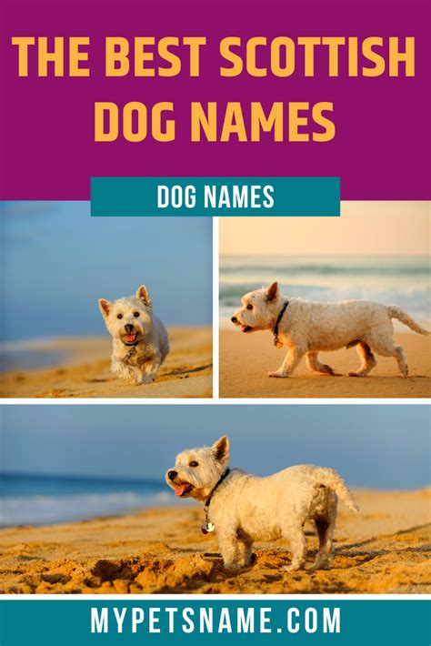 Scottish Female Dog Names And Meanings Unique Nicknames