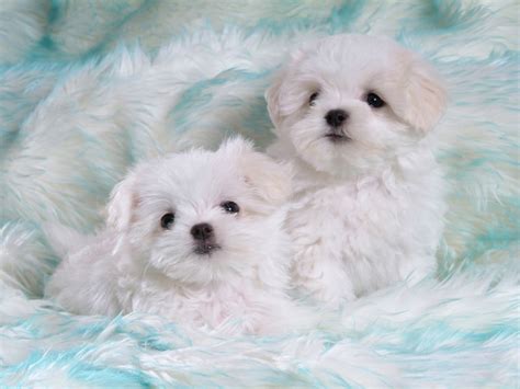 Maybe you would like to learn more about one of these? Two white Shih Tzu puppies on white and blue textile HD ...