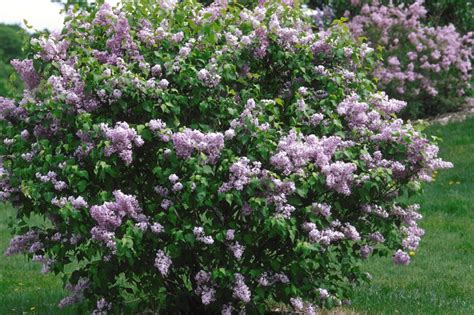 How To Plant And Care For Lilacs Hgtv