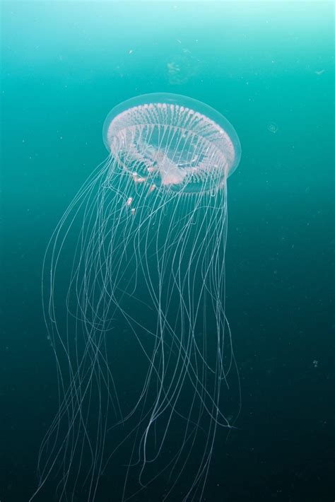 Fascinating Jellyfish Facts Wildlife Sightings Marine Conservation