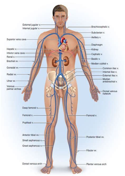 The most important types, arteries and veins, carry all blood vessels have the same basic structure. The major systemic veins are as follows: Jugular (Internal ...