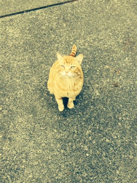 Found Orange Male Tabby Cat Reunited