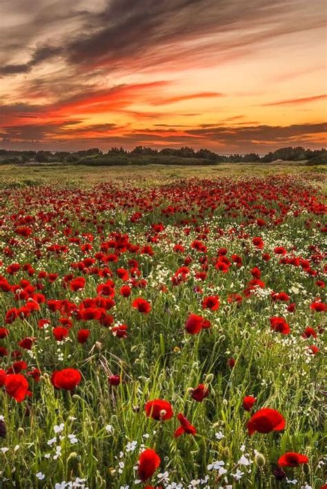 Poppy Field At Sunset Kos Island Greece By George Papapostolou Image