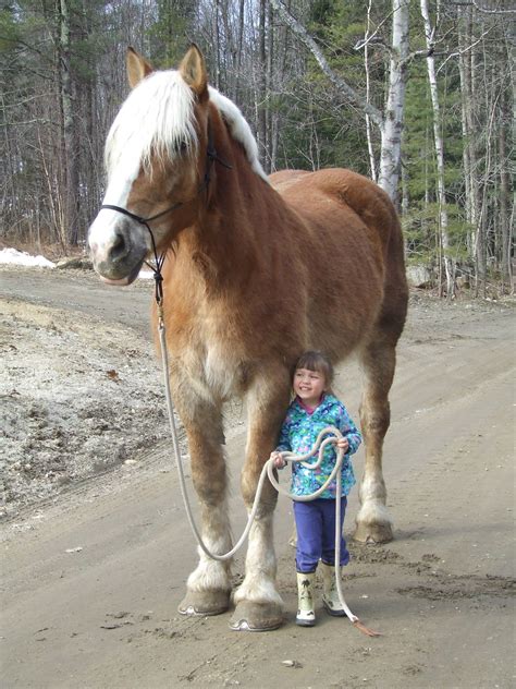 Check spelling or type a new query. Belgian draft horse, and little girl