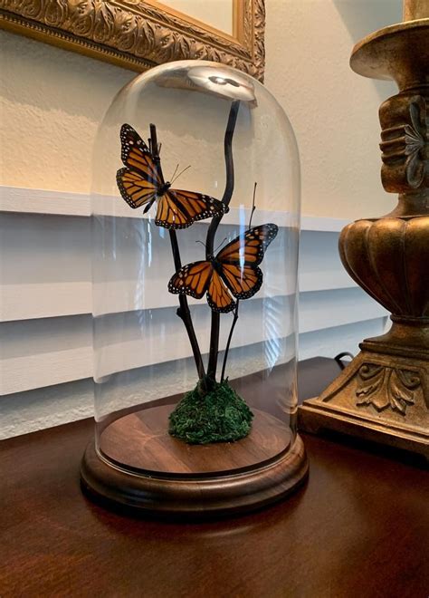 Real Monarch Butterfly Taxidermy Under Glass Vintage T Etsy