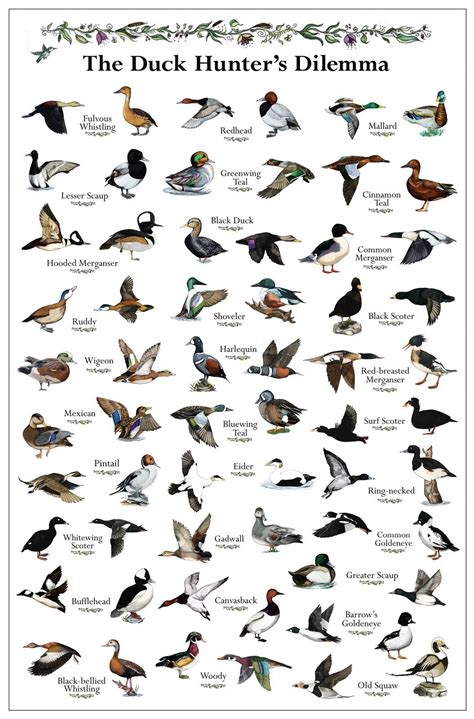 Duck Hunters Dilemma Duck Poster Waterfowl Hunting Duck Hunting