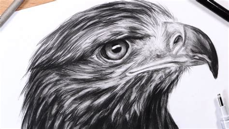 Draw An Eagle Head Warehouse Of Ideas