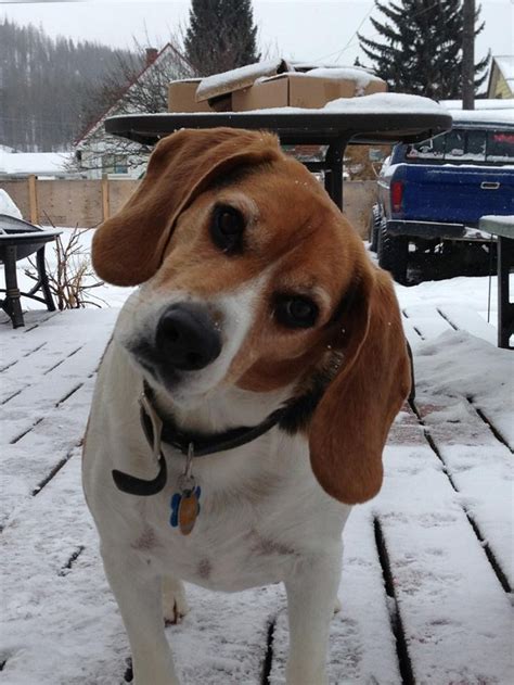 18 Things All Beagle Owners Must Never Forget
