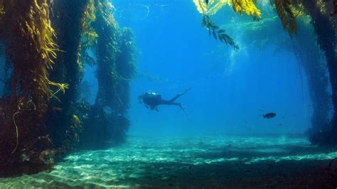 Saving Californias Underwater Forests Oceanographic Forest