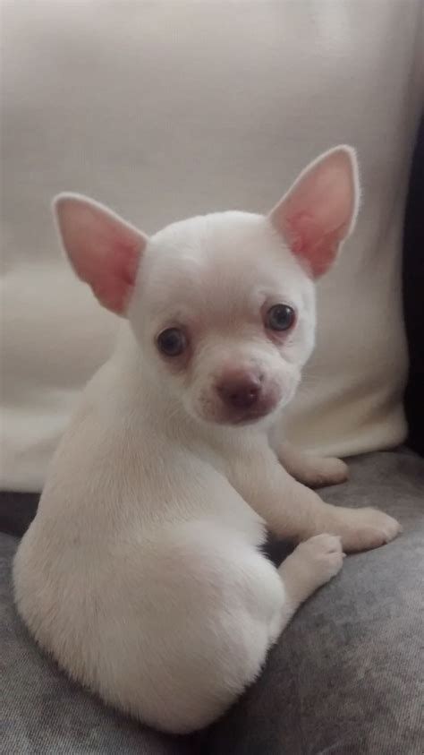 They're also prone to hydrocephalus, which can cause a whole host of health issues (more on that in a bit). Tiny chocolate gene male apple head chihuahua pup ... | Cute chihuahua, Chihuahua puppies, Baby ...