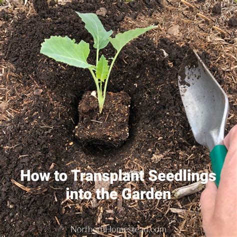 How To Transplant Seedlings Into The Garden Northern Homestead