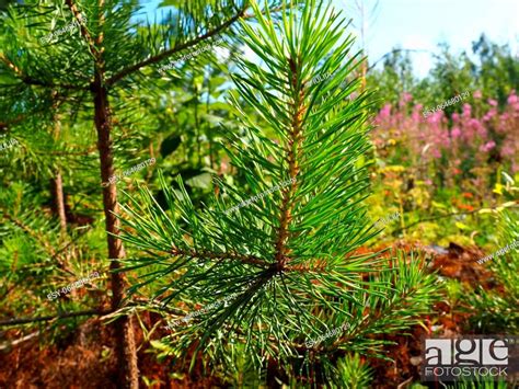 Young Pine In Karelia Reforestation And Cultivation Of Pine From A