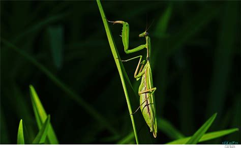 Wallpaper : Mantisreligiosa, Gottesanbeterin, Eropaanmantis, belalang