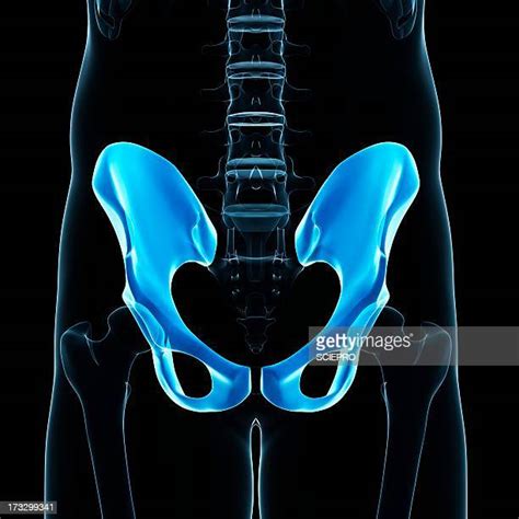 Skeleton Hip Photos And Premium High Res Pictures Getty Images
