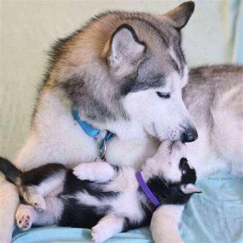 This directly depends on the number of puppies in the litter and the gender of a particular individual. Siberian Husky puppy love!... Baby Accessories