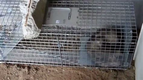 Havahart 1089 Trap Catches An Opossum Youtube