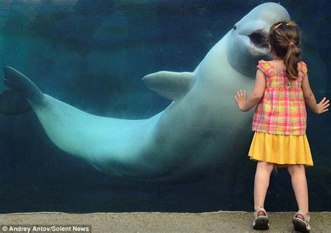 Open Wide Incredible Photos Make White Beluga Whale Look Like Hes