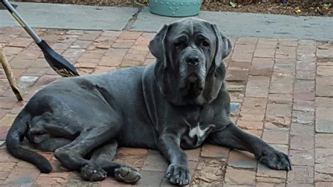 Neapolitan Mastiff Neapolitan Mastiffs Mastiffs Dogs