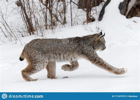 Canadian Lynx Lynx Canadensis Trots Right Through Snow Winter Stock