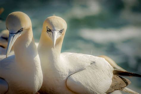 The Largest Seabirds In The North Atlantic Travel Hundreds Of Miles