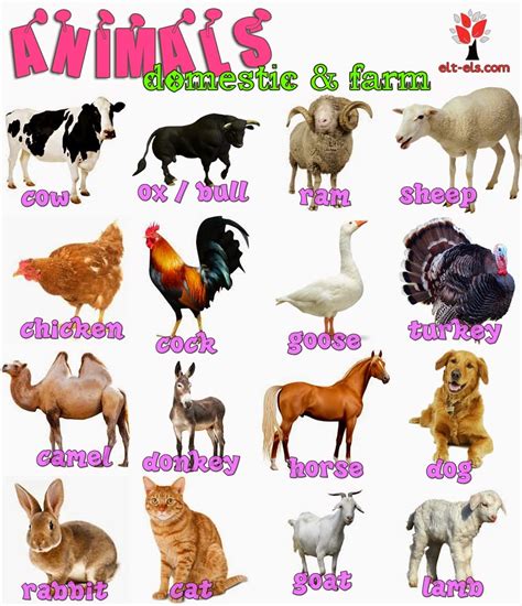 Domestic And Farm Animals Elt