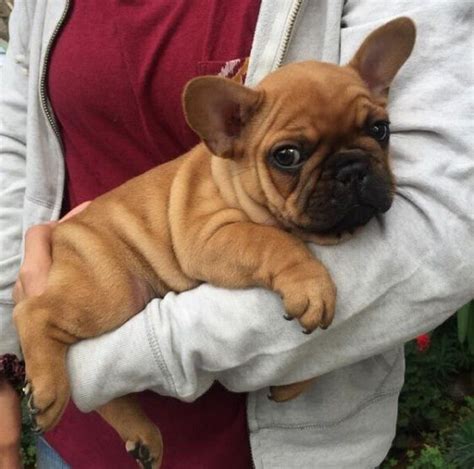 Check Out The Most Affordable And Demanding Breed Of French Bulldog