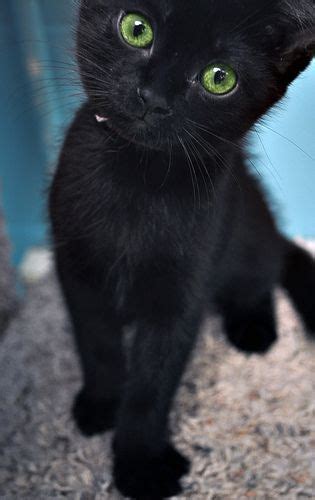 1000 Images About Black Cats Are Good Luck On Pinterest Kitty Cats