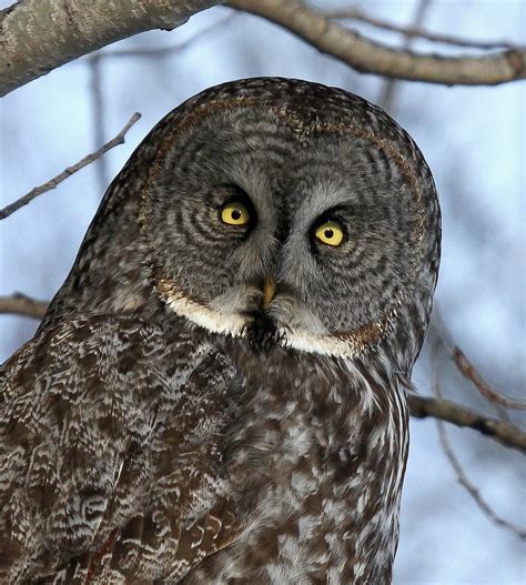 Creepy Owl Staring Into Your Soul 1437 X 1600 Photoshopbattles