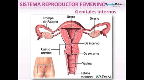 Sistema Reproductor Femenino Introducción Youtube